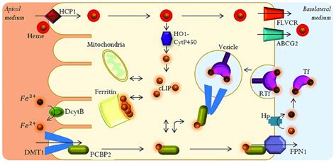 Main Components Of The Intestinal Iron Absorption Process Download Scientific Diagram