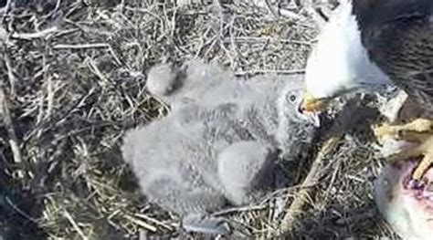 Messy Bald Eagles 'Obscure' Cameras At Oklahoma Nest