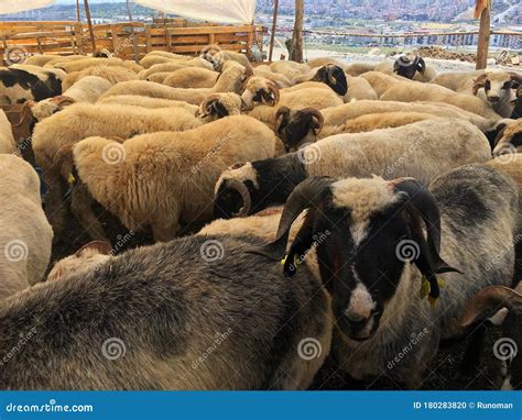 Sheeps At Livestock Market Stock Photo Image Of Lifestyles 180283820