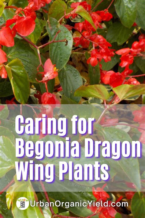 How To Take Care Of Begonia Dragon Wing Plant