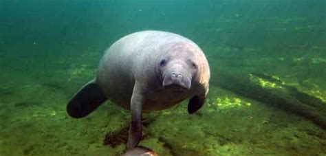 Orlando: 3-Hour Manatee Encounter by Kayak | GetYourGuide