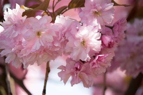 Gratis Afbeeldingen Boom Tak Bloesem Fabriek Bloem Bloemblad