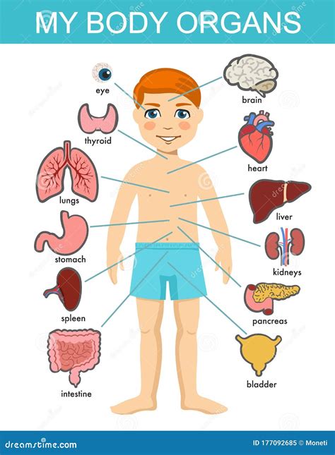 Human Body Anatomy, Child Vector Medical Organs System. Boy Body ...