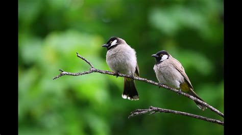 Bird Sounds Natural Sounds Пение Птиц Утренние Звуки Природы Youtube