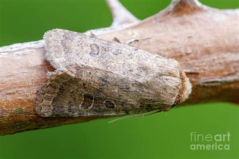 Vine S Rustic Moth Photograph By Heath Mcdonald Science Photo Library