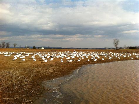 Guided Snow Geese Hunts Trophy Guided Duck And Goose Hunts Pennsylvania Geese At Your Feet