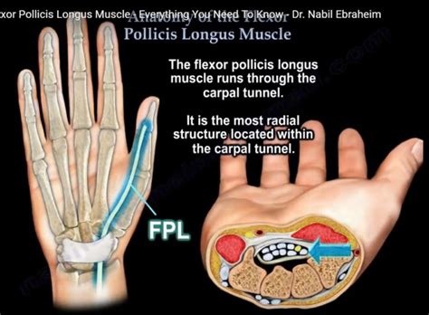 Anatomy Of The Flexor Pollicis Longus OrthopaedicPrinciples