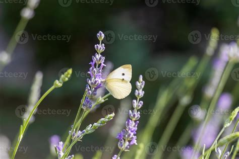 macro photo   butterfly drinking nectar   flower  stock