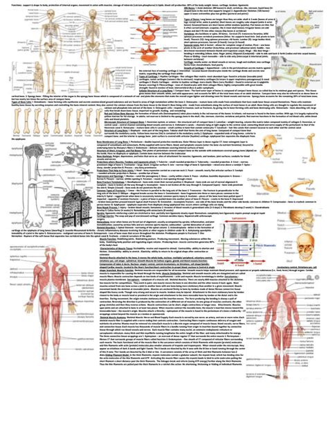 Anatomy Cheat Sheet