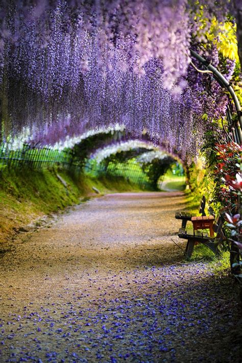 Wisteria tunnel japan – Artofit