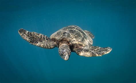 Green Sea Turtles on South Maui, Hawaii Stock Image - Image of maui ...