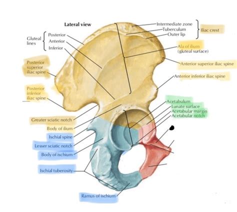 Hip bone-pubis Flashcards | Quizlet