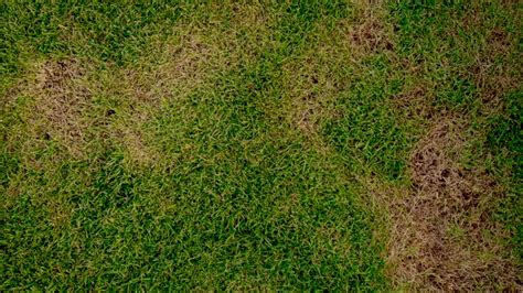 Lawn Rust What It Is How To Get Rid Of It And How To Prevent It