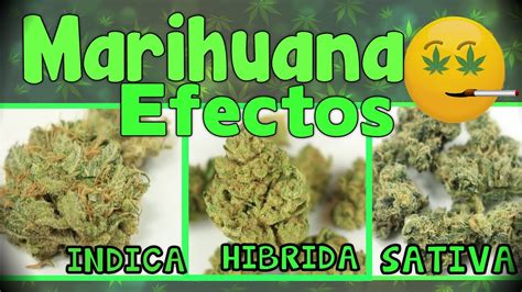 MARIHUANA: EFECTOS DE INDICA,HIBRIDA Y SATIVA - YouTube