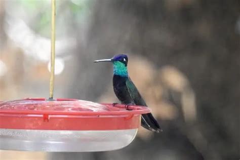 Hummingbirds In Arizona Common Rare Golden Spike Company