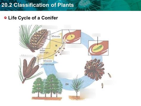 Life Cycle Of Cone Bearing Plants