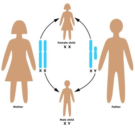 Xy Xx Chromosome