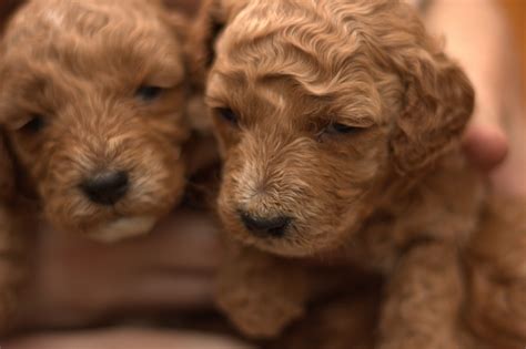 Moyen Poodle Puppies Fall 2021 | Perfection Poodles