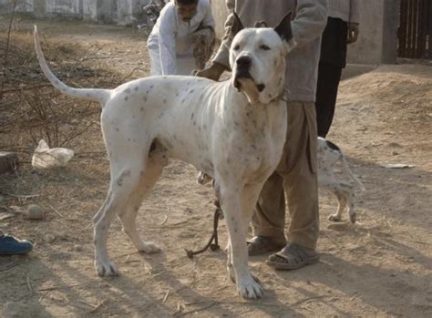 Os Maiores Cachorros Do Mundo TOP 20