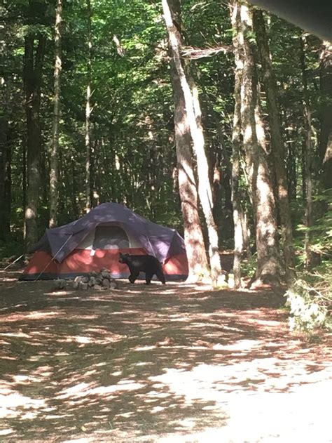 Put your food away! #camping #hiking #outdoors #tent #outdoor #caravan #campsite #travel # ...