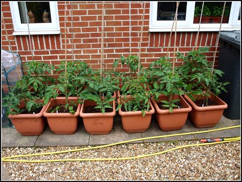 Mark S Veg Plot Care And Maintenance Of Tomatoes