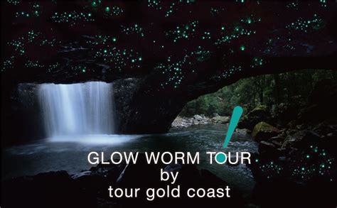 Glow Worm Tour - Tour Gold Coast