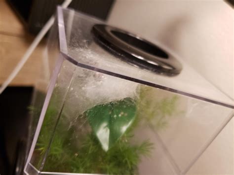 My Spider Babe Has Been Busy Today She Is Going To Molt Soon Can T Wait To See The New Skin