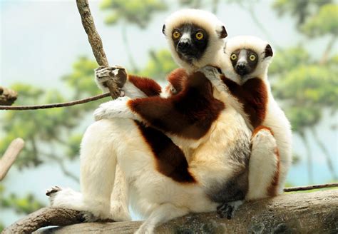 The Sifaka Lemur | Animal Information & Facts | The Wildlife