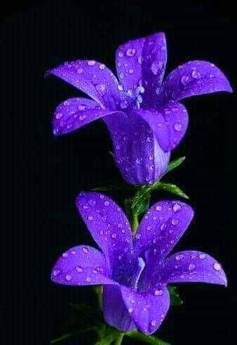 Purple Violets : r/flowers