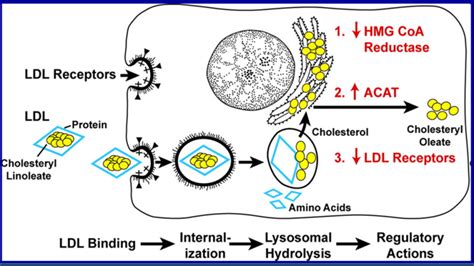 Figure 3 LDL Receptor Pathway Figure Modified From Annual Review Of