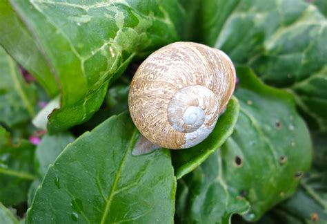 Download free photo of Shell,snail,leaves,green,nature - from needpix.com