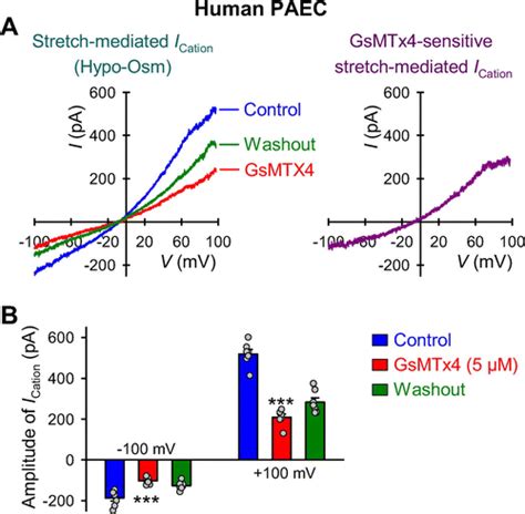 Mechanosensitive Cation Currents Through TRPC6 And Piezo1 Channels In