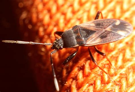 Brown Bug Eremocoris Borealis Bugguidenet