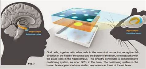 What are Place cells and Grid Cells in Brain? Nobel Prize in Physiology ...