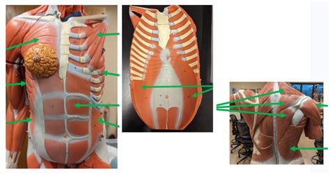 Anterior Thorax And Shoulder Abdominal Wall Diagram Quizlet