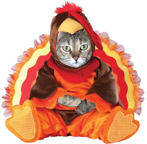 1000+ images about Thanksgiving cats on Pinterest | Happy thanksgiving ...