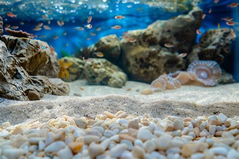 Aquarium Substrate Guide Gravel Sand Soil Pros And Cons