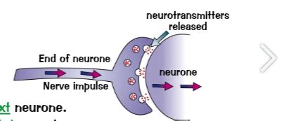 Synapses And Reflexes Flashcards Quizlet