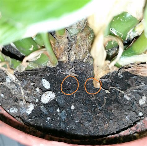 little white bugs in my plant : r/plantclinic