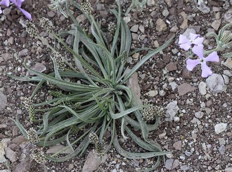Plantago ovata - Plant Biodiversity of South-Western Morocco