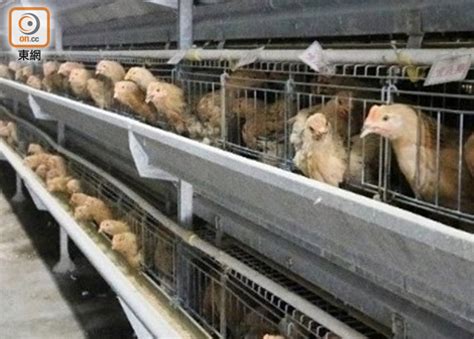 波蘭爆高致病性h5n1禽流感 疫區禽產品禁輸港｜即時新聞｜港澳｜oncc東網