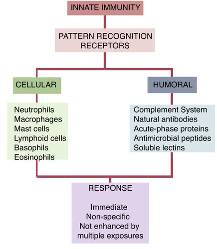 Immunology lectures 1-4 Flashcards | Quizlet