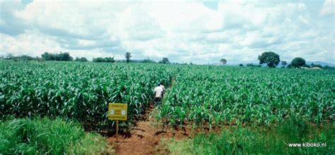 Maize cultivation – Kiboko