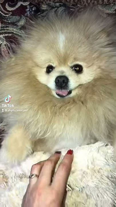 Шпиц Лакки поправился😂😂😂 - YouTube