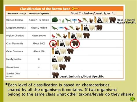 I Levels Of Classification Biologist Classify Organisms Based