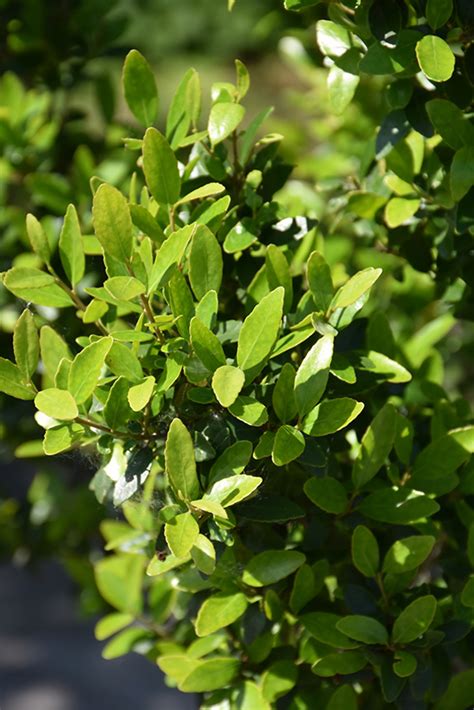 Click To View A Full Size Photo Of Will Fleming Yaupon Holly Ilex