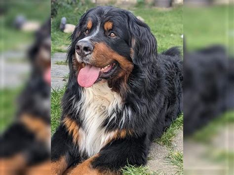 Berner Sennenhund Rüde Erwachsen ab 3 Jahre Tricolor