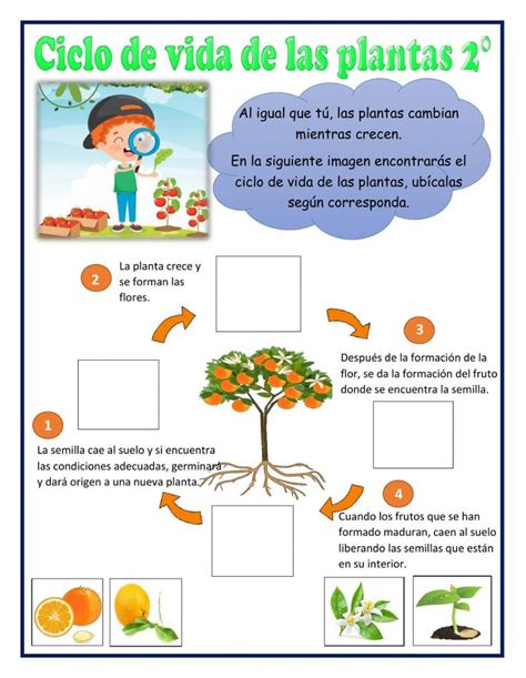 81 Ciclo De Vida De Las Plantas Worksheet Ciclo De Vida De Las Plantas Ciclos De Vida