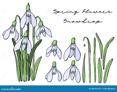 Bouquet Of Snowdrops Outline Drawing Vector Illustration