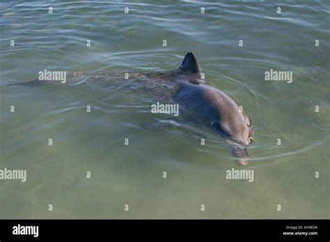 Monkey Mia Dolphins, West Australia Stock Photo - Alamy